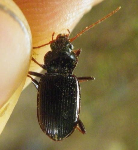 Nebria sp.